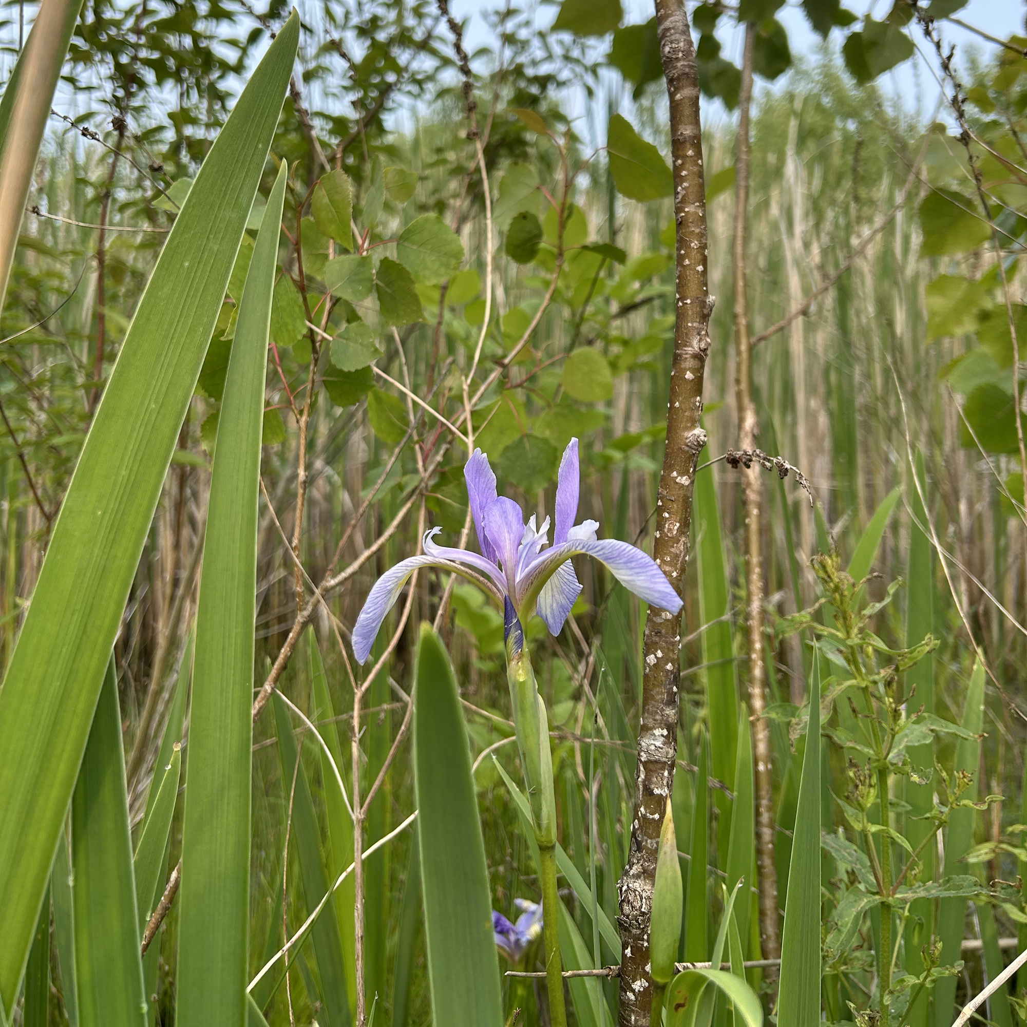 Nature Study (Democracy and Taste)