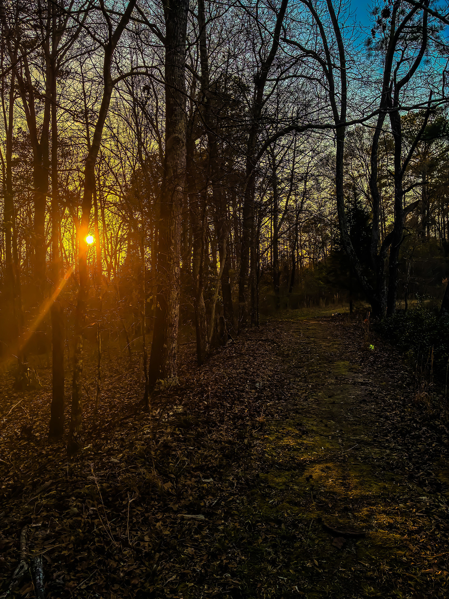 Sunset glow filters through bare trees onto a leaf-strewn forest path.