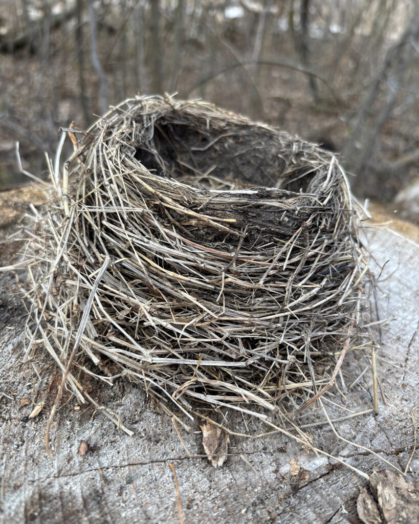 A rustic bird nest made of dry twigs rests on dirt among forest debris.