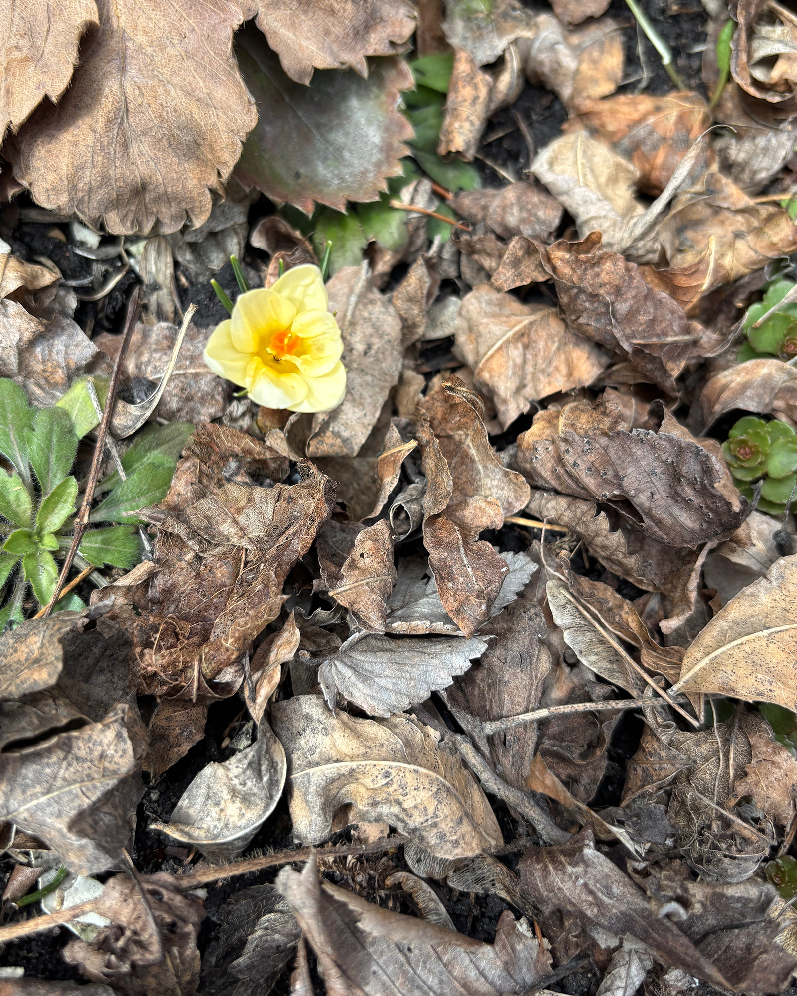 Small pale yellow crocus blooming among brown dried leaves on the ground, with an orange center.