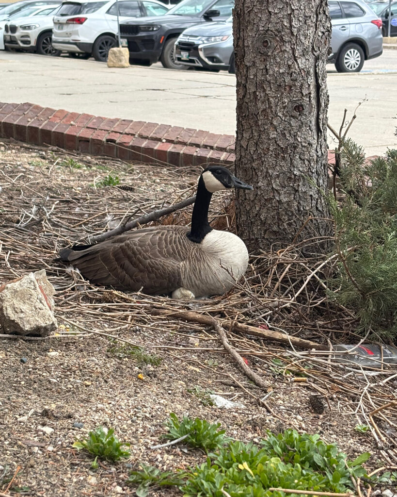 Canada goose resting on gravel near a tree in a parking lot landscaping area.