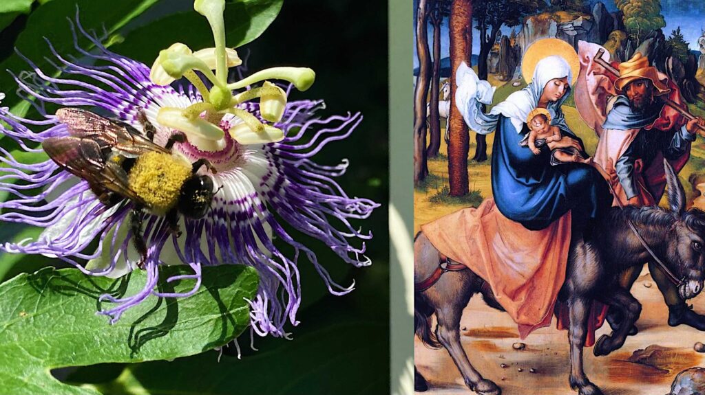 Left: purple passionflower with a bee on the bloom; right: religious painting of Mary with baby Jesus and a man on horseback.