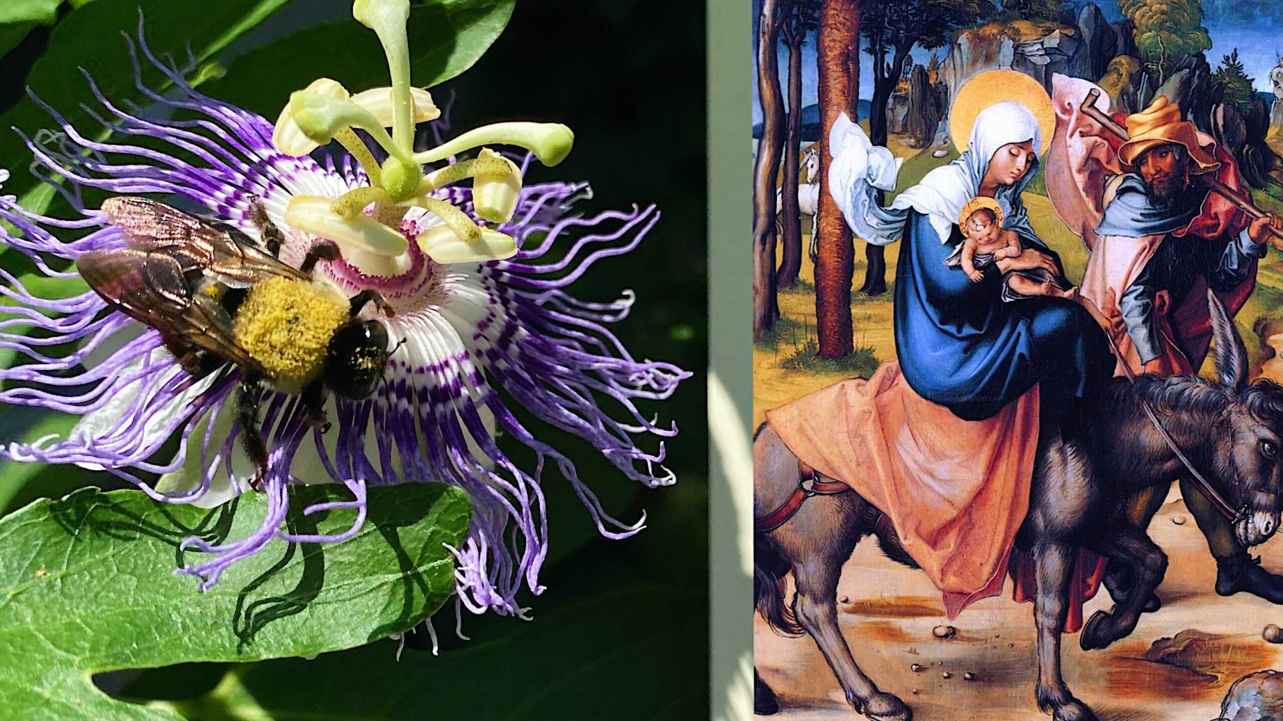 Left: purple passionflower with a bee on the bloom; right: religious painting of Mary with baby Jesus and a man on horseback.