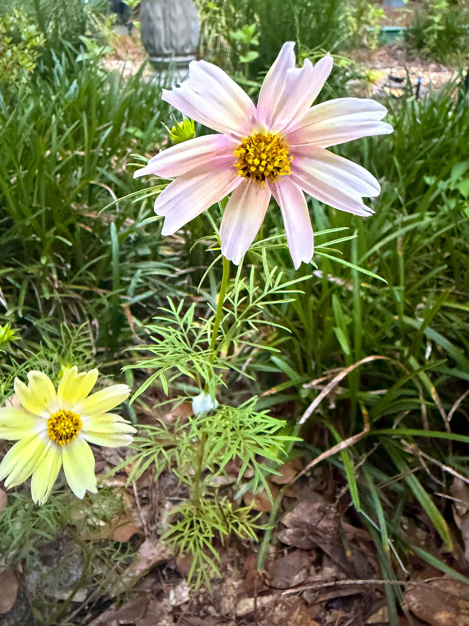 Soft pink daisy-like flower with yellow center in a garden bed.