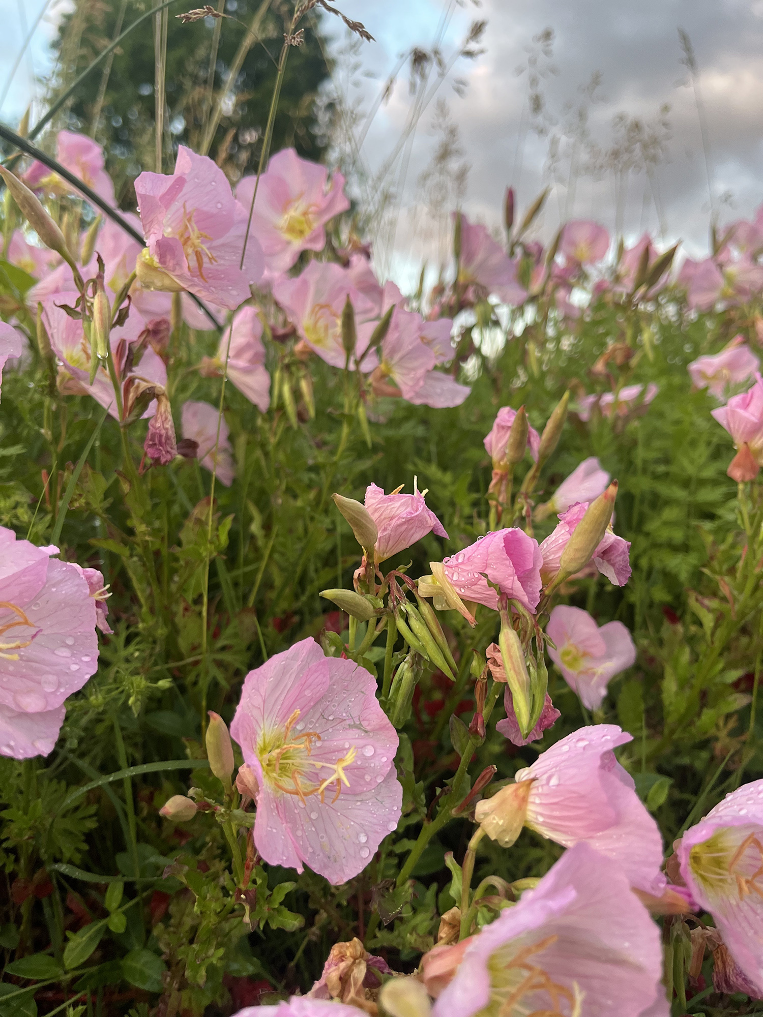 Close-up of pink poppy flowers with yellow centers and dew drops on petals in a meadow.