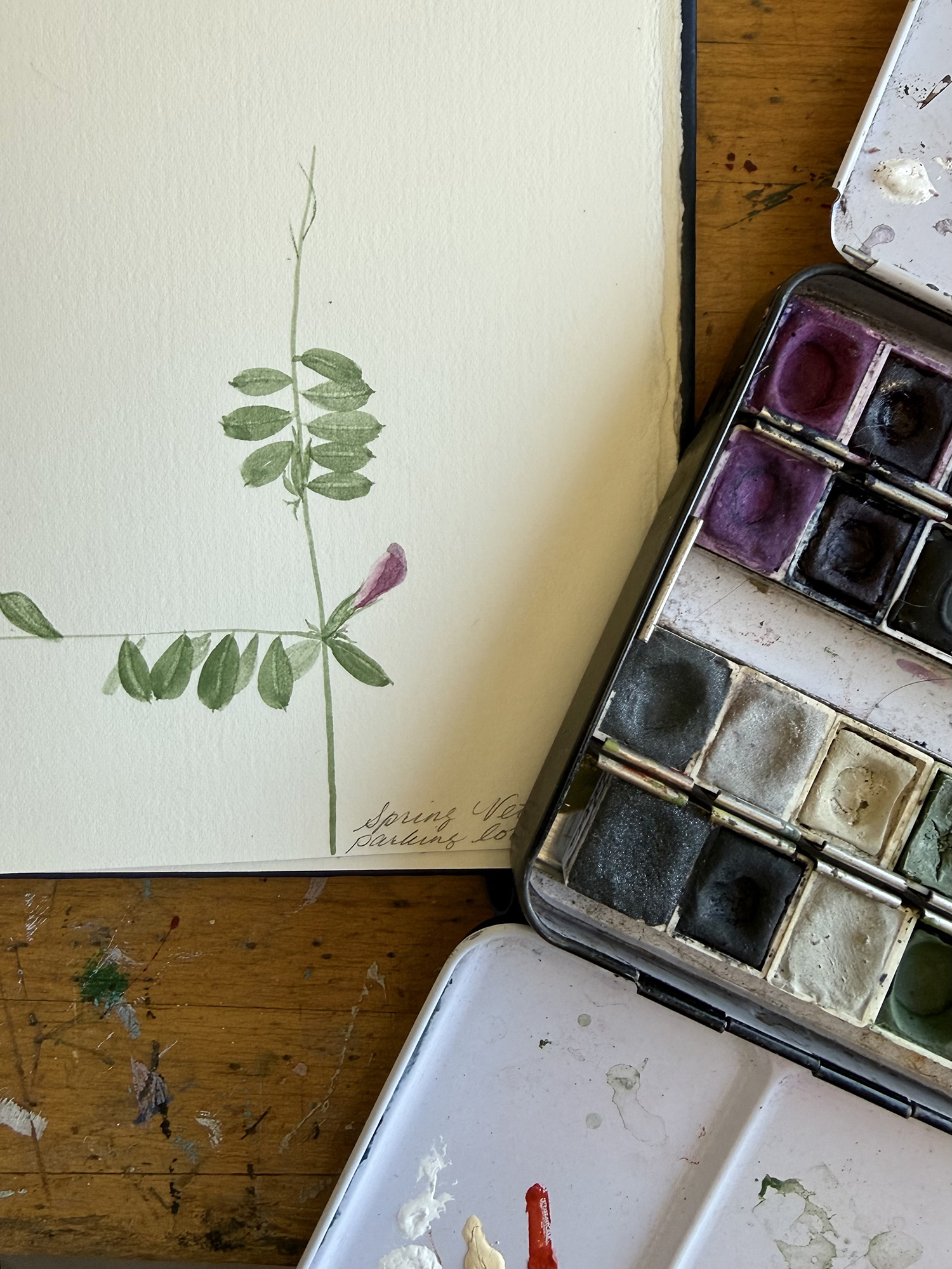 Botanical watercolor illustration of a green plant stem with leaves in an open sketchbook, next to a metal watercolor palette on a wooden table.