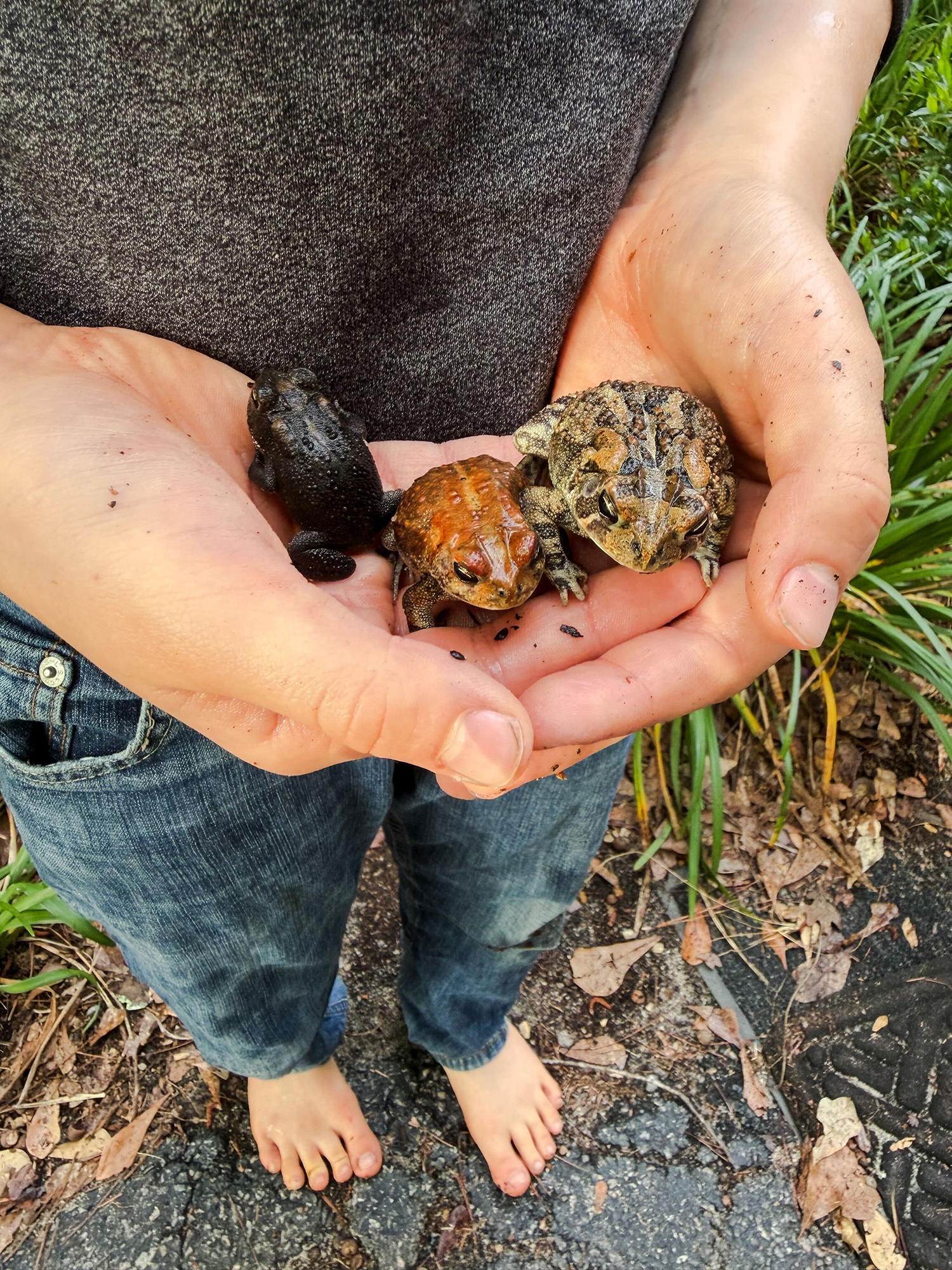 Person cupping three small toads in their hands outdoors, with bare feet visible and leaves on the ground nearby.
