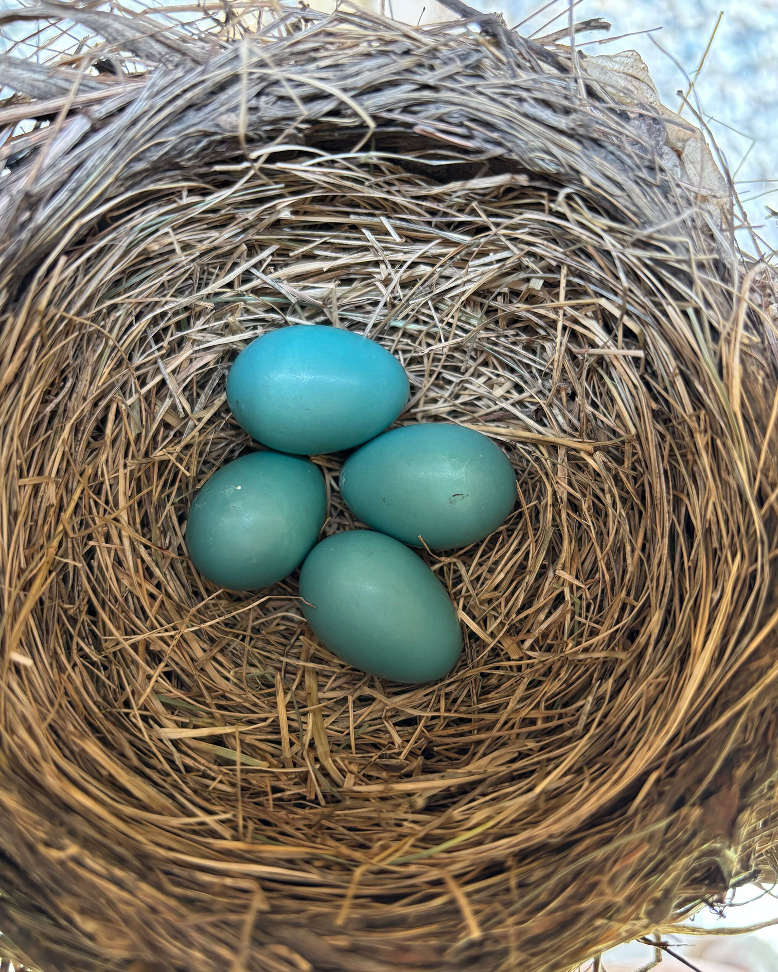 Bird's nest filled with several turquoise eggs nestled in dry straw.