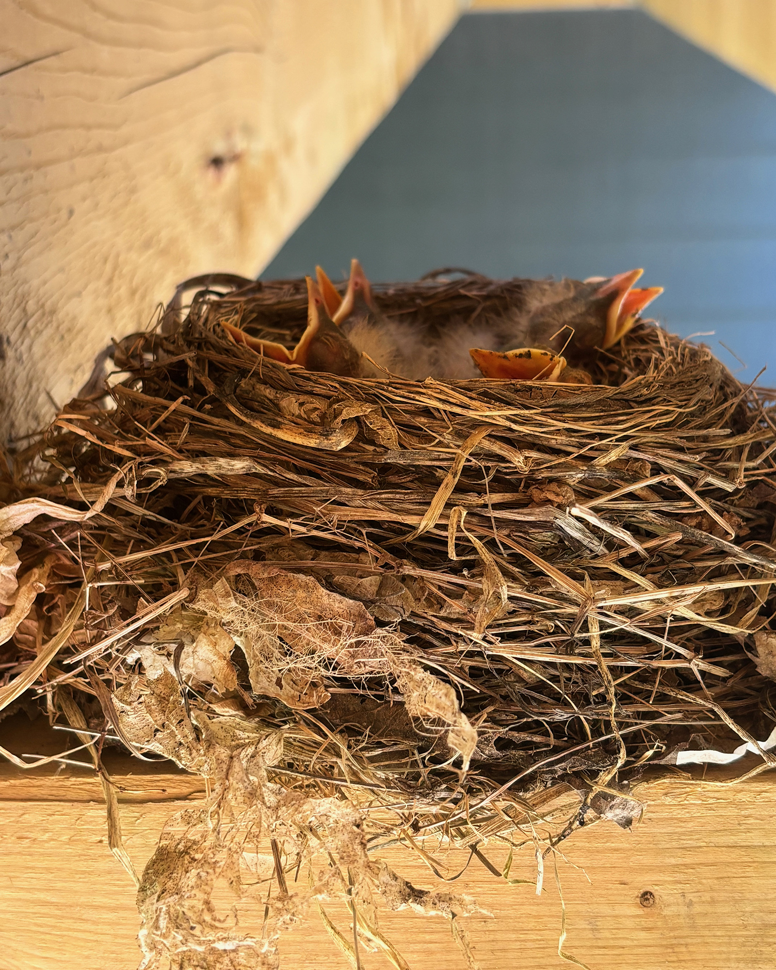 Nest made of twigs with several baby birds peeking their beaks up from the nest on a wooden surface
