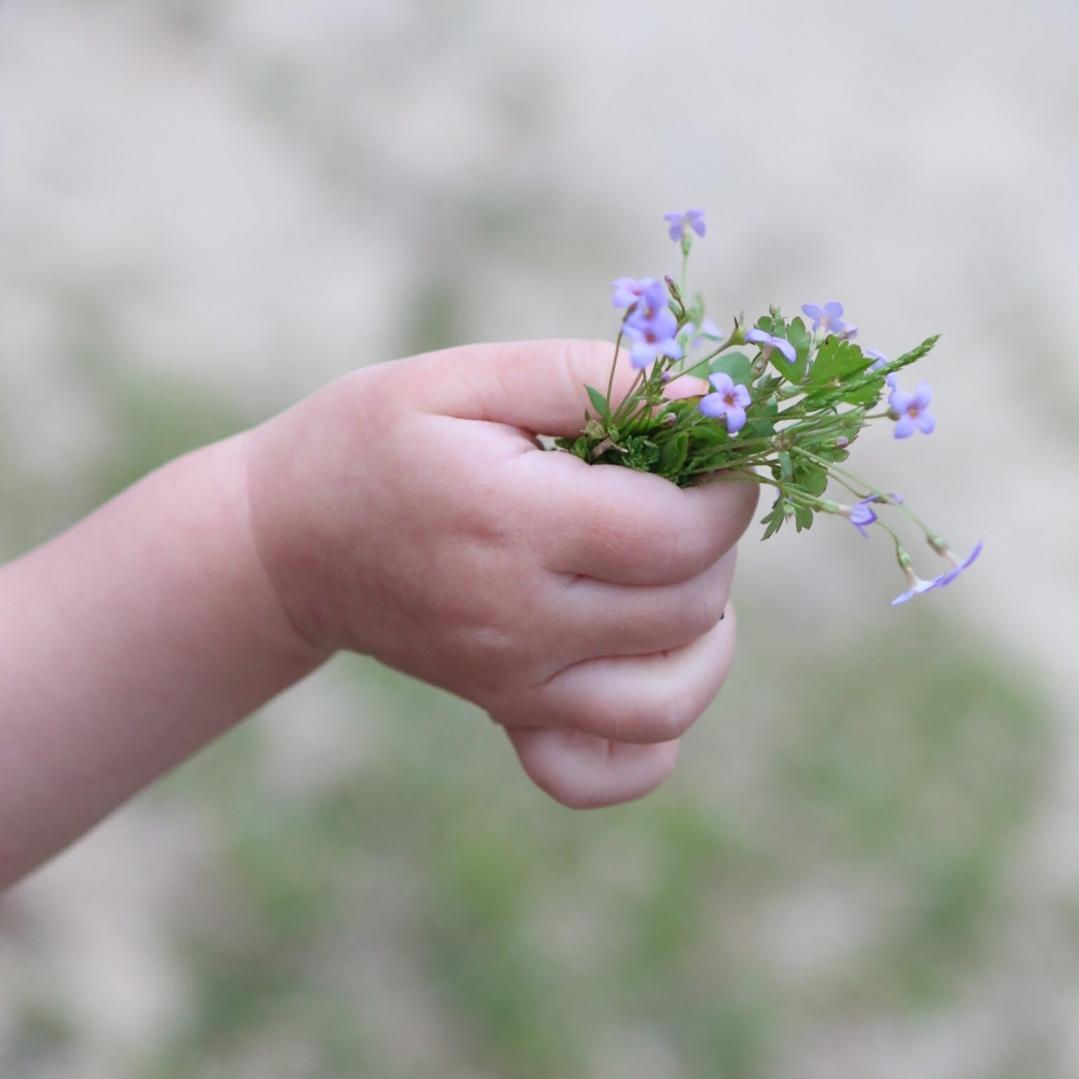 A hand gently holds a small cluster of purple wildflowers against a soft, blurry background.
