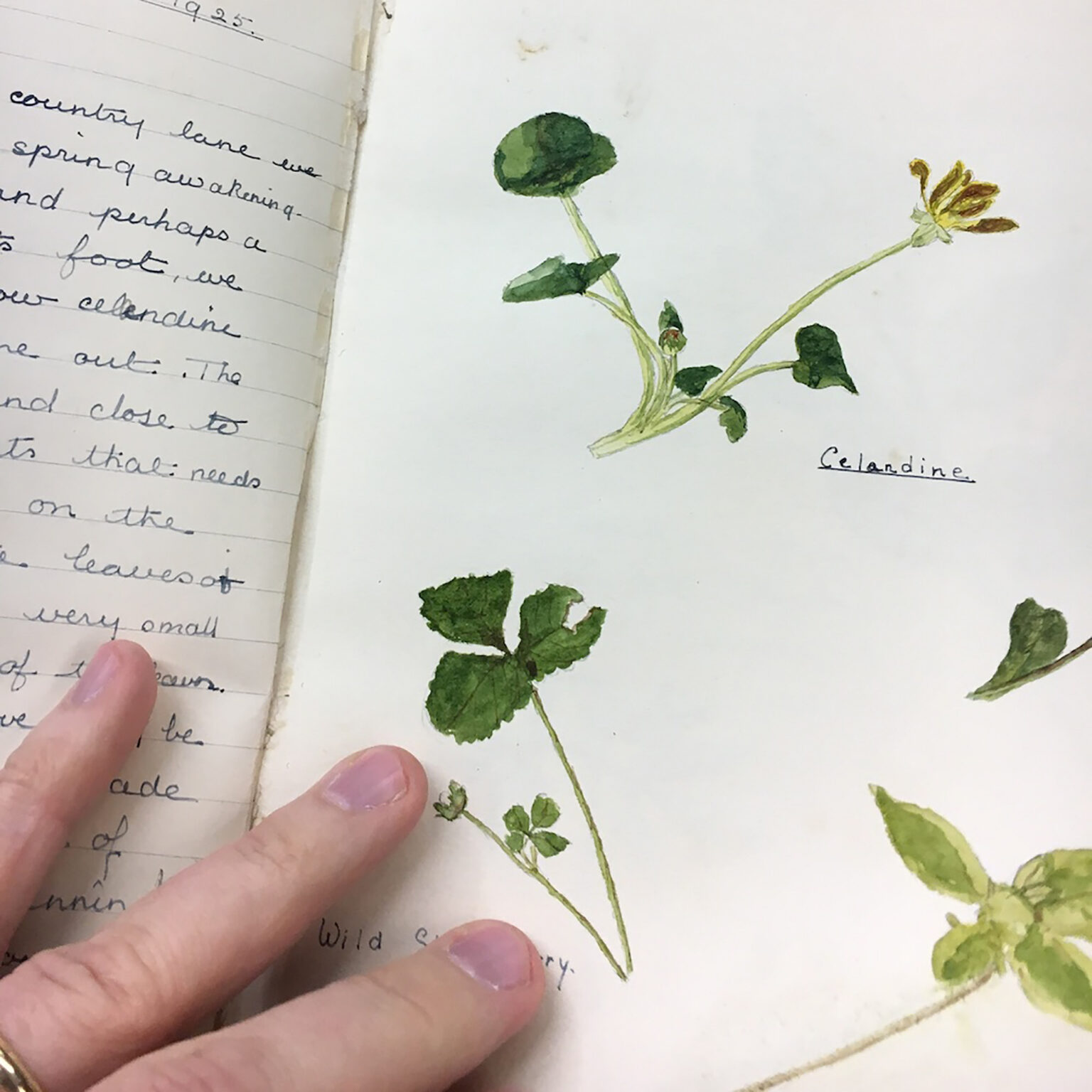 Pressed green plant stem with small leaves and a yellow flower next to cursive notes in a notebook.