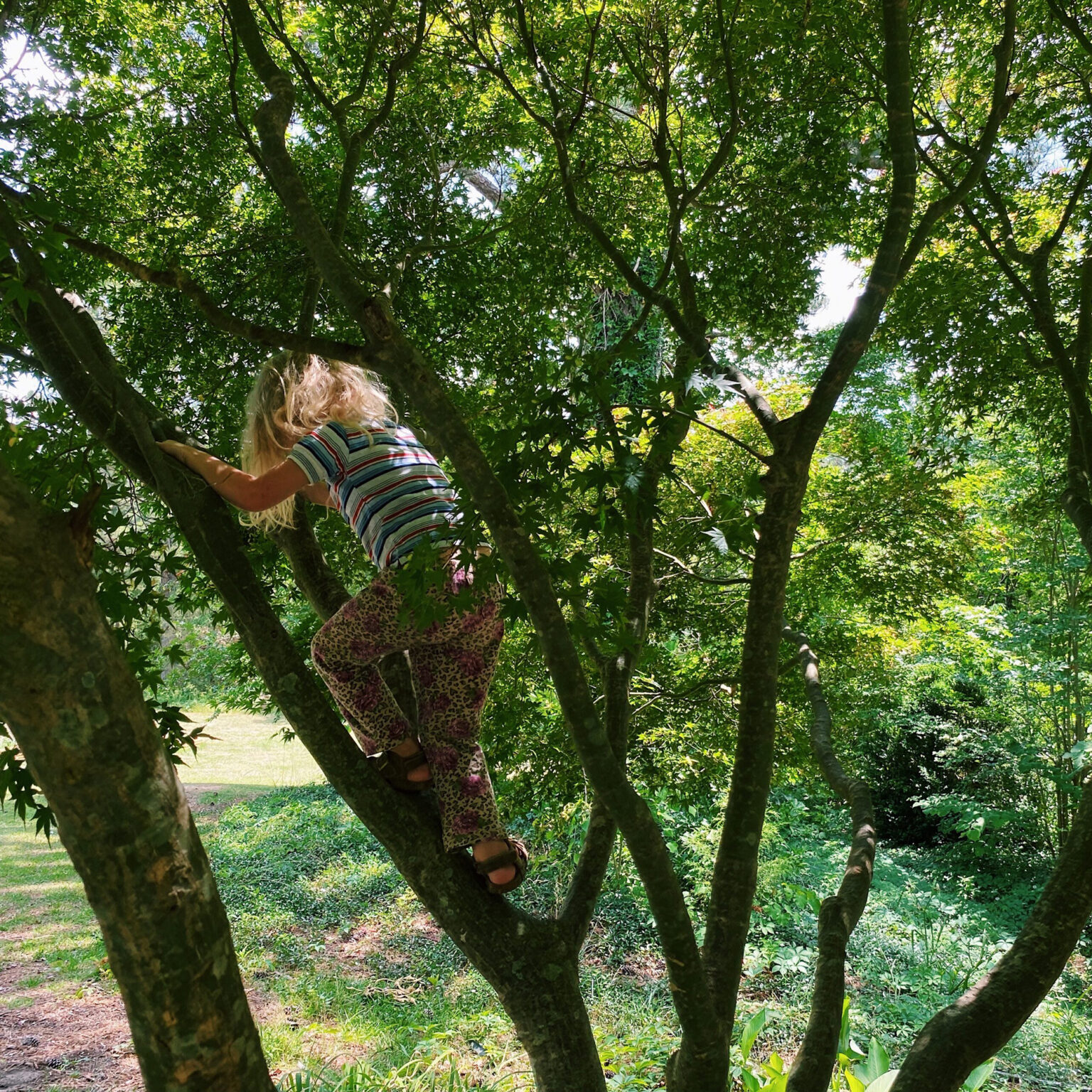 Child climbing a tree in a green yard, wearing a striped shirt and patterned pants, grasping a branch amid dense leaves.