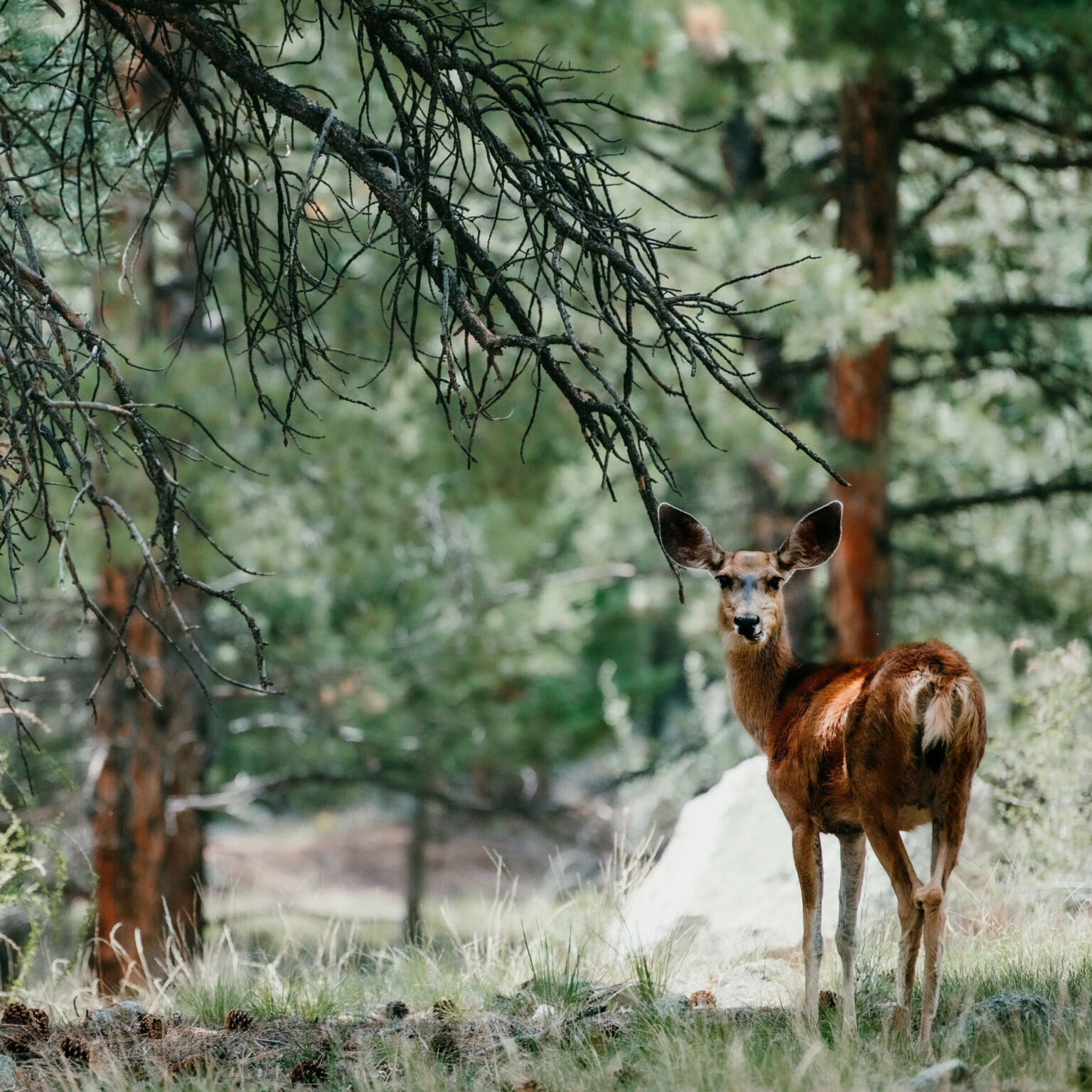 Two llamas in a pine forest, seen through hanging branches; cones on the ground.