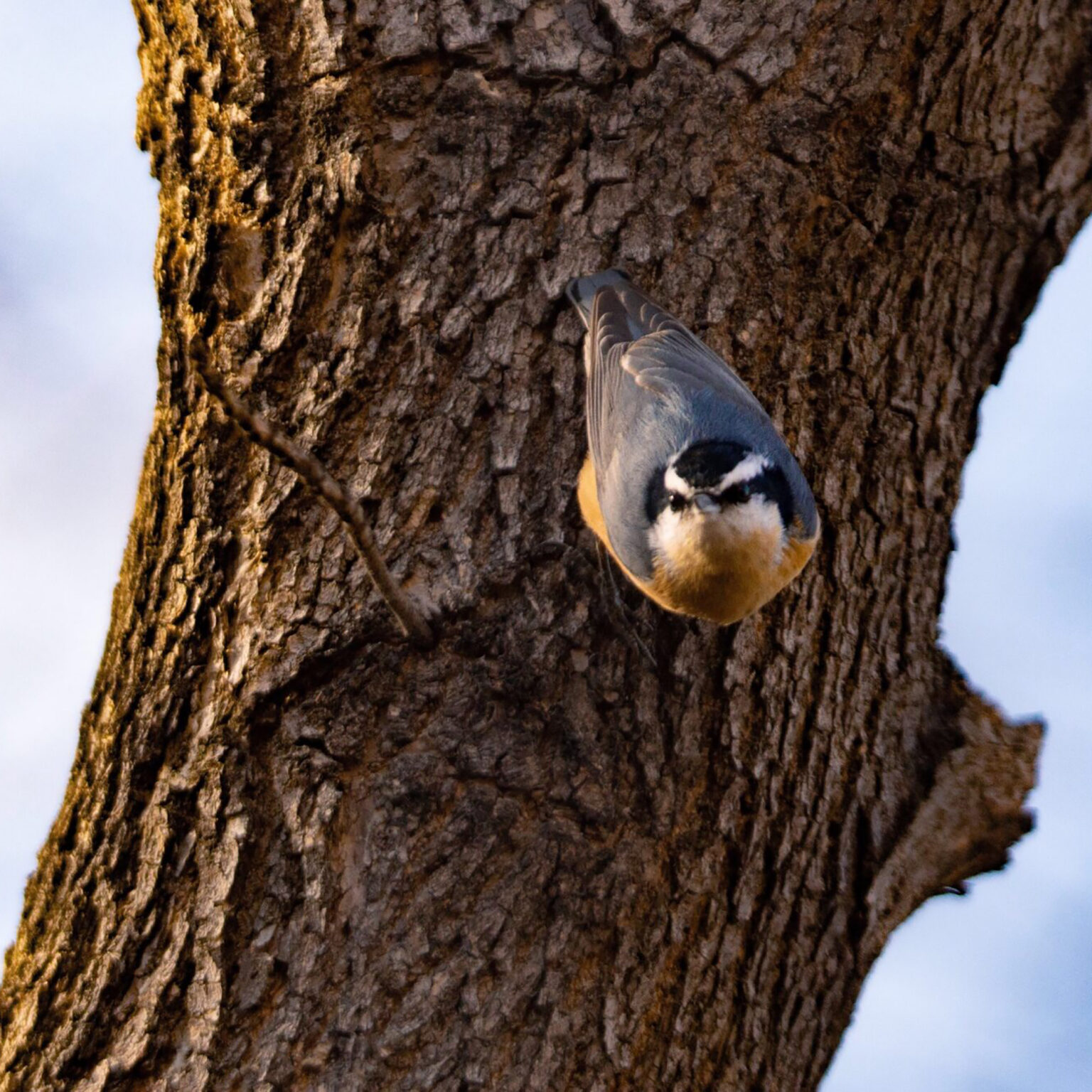 Close-up of a rough tree trunk with a small blue-gray bird clinging to the bark.