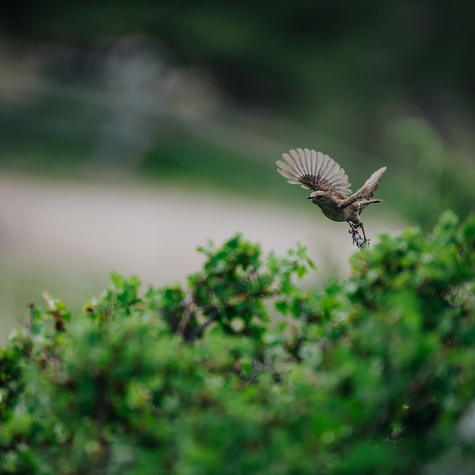 A Walk in July