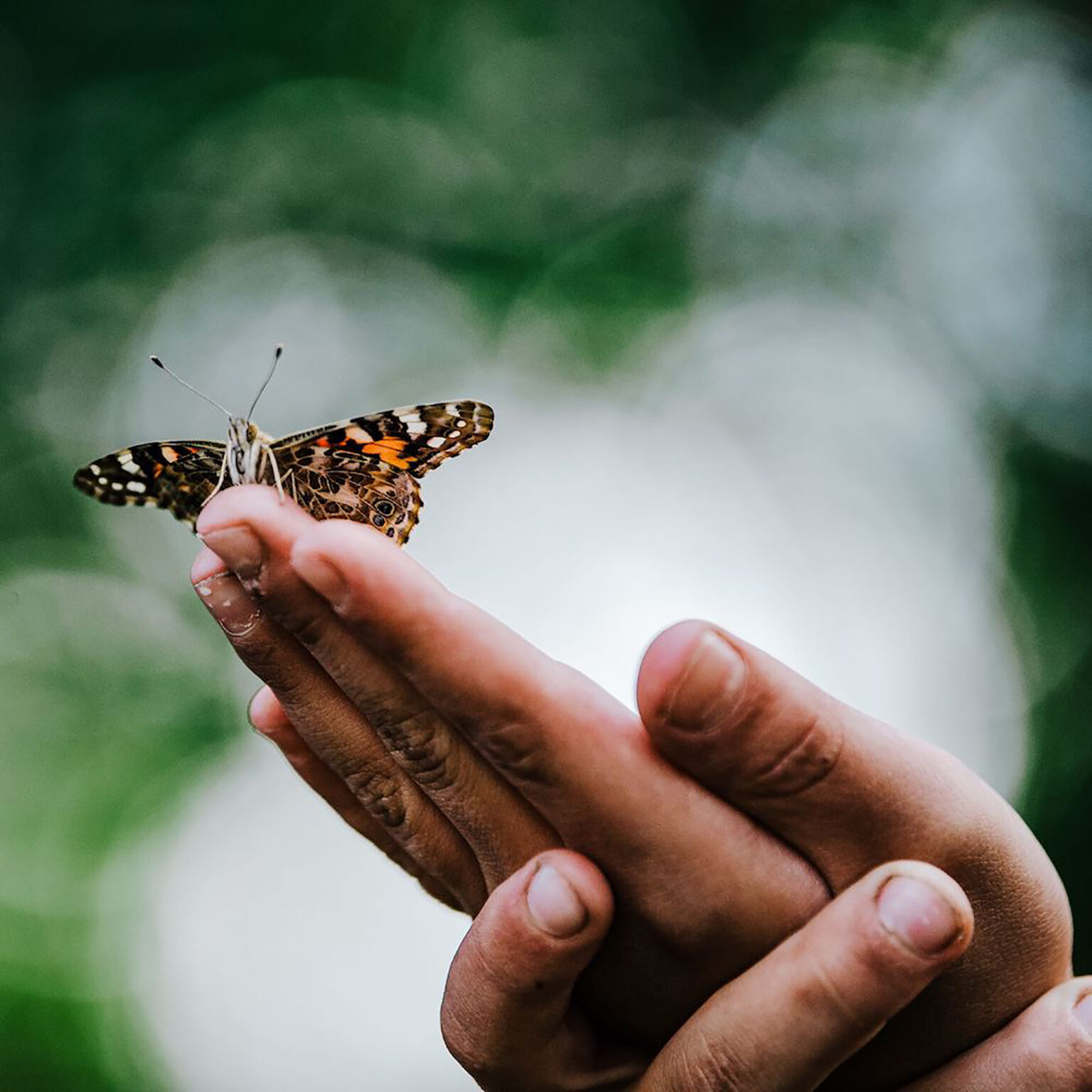 Butterfly resting on the tip of a finger held between two hands with a green blurred background