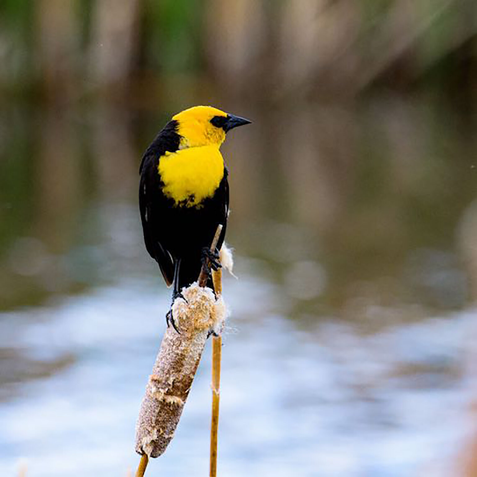 Yellow-headed blackbird perched on a dried reed stalk over a blurred wetlands background
