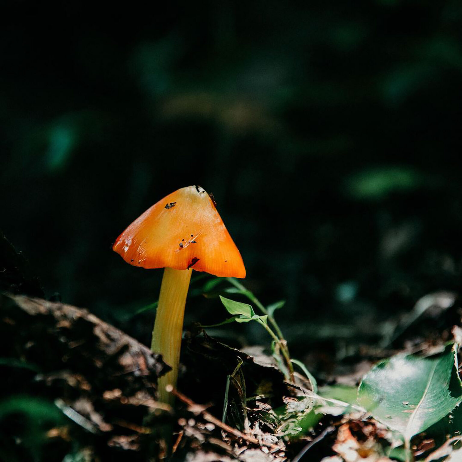 Close-up of an orange mushroom cap on a pale stem, emerging from leaf litter on the forest floor.