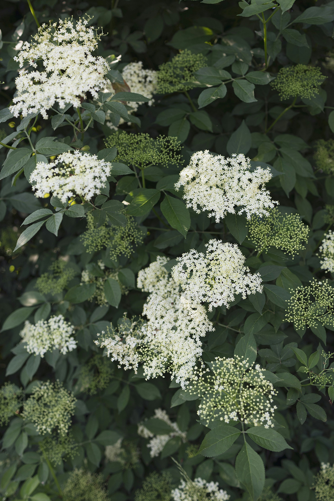 White flowering clusters of a spirea shrub with dark green leaves.
