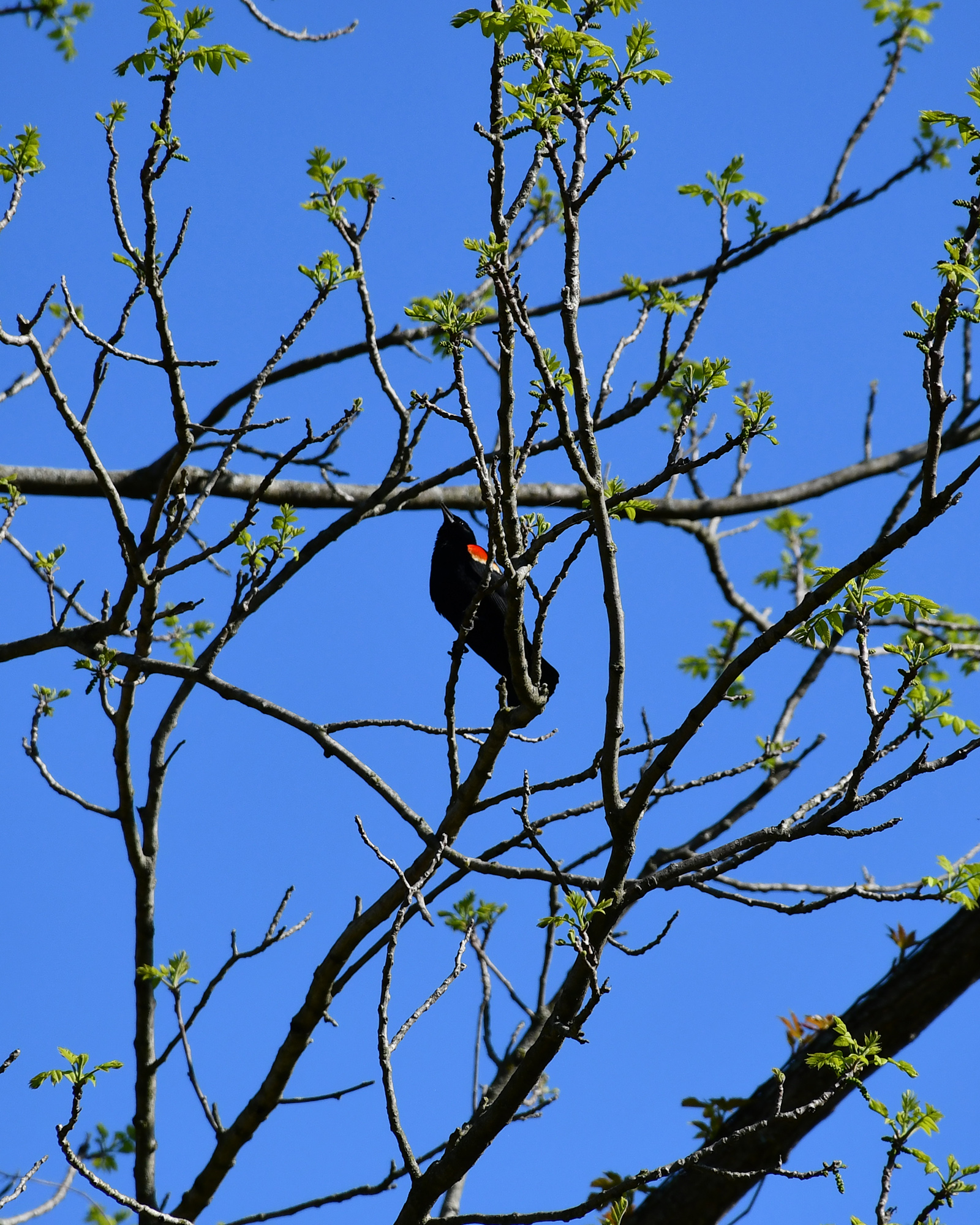 Budding tree branches with new green leaves against a clear blue sky.