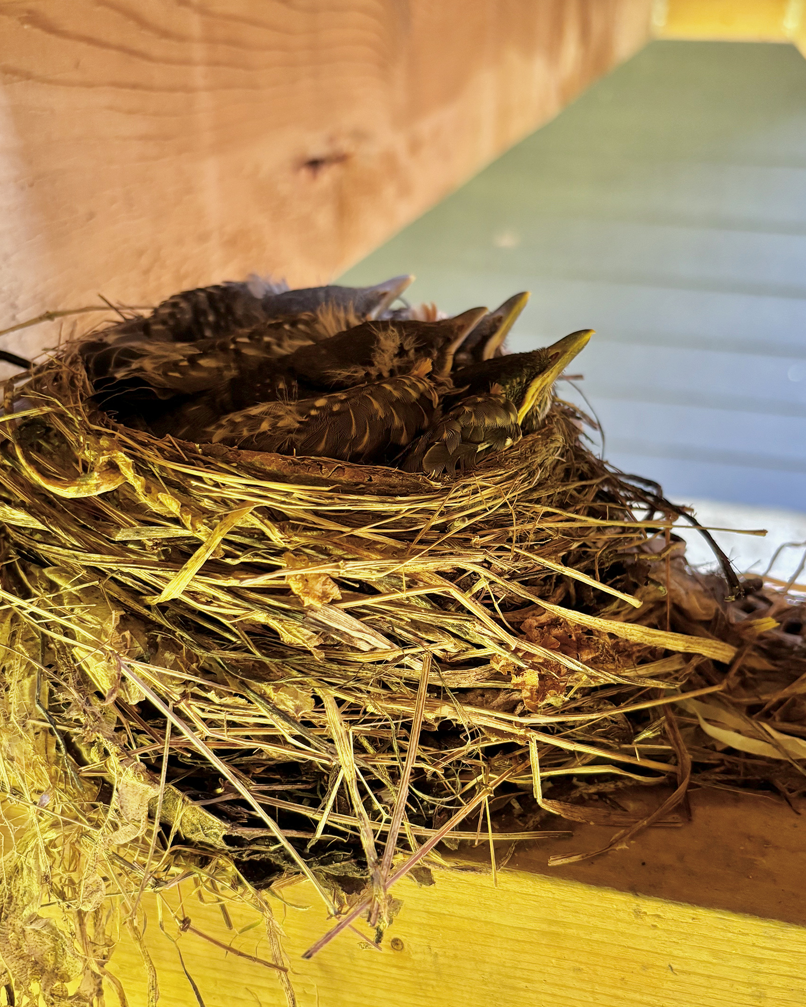 Nest built from straw and twigs containing several young birds, their yellow beaks visible as they rest together in the nest on a wooden surface.