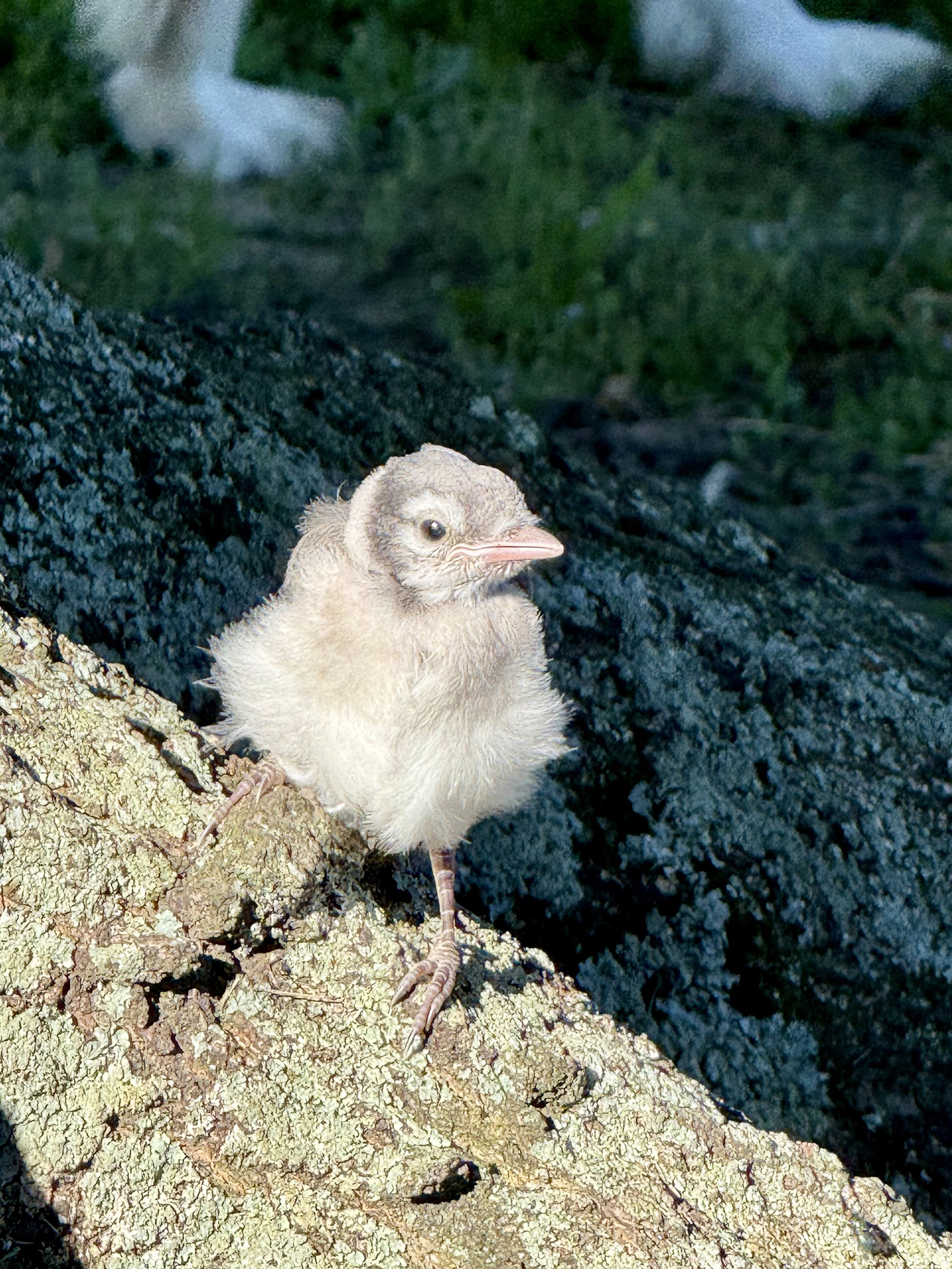 Fluffy gray seabird chick perched on a lichen-covered rock, with a pale pink beak and dark eye.