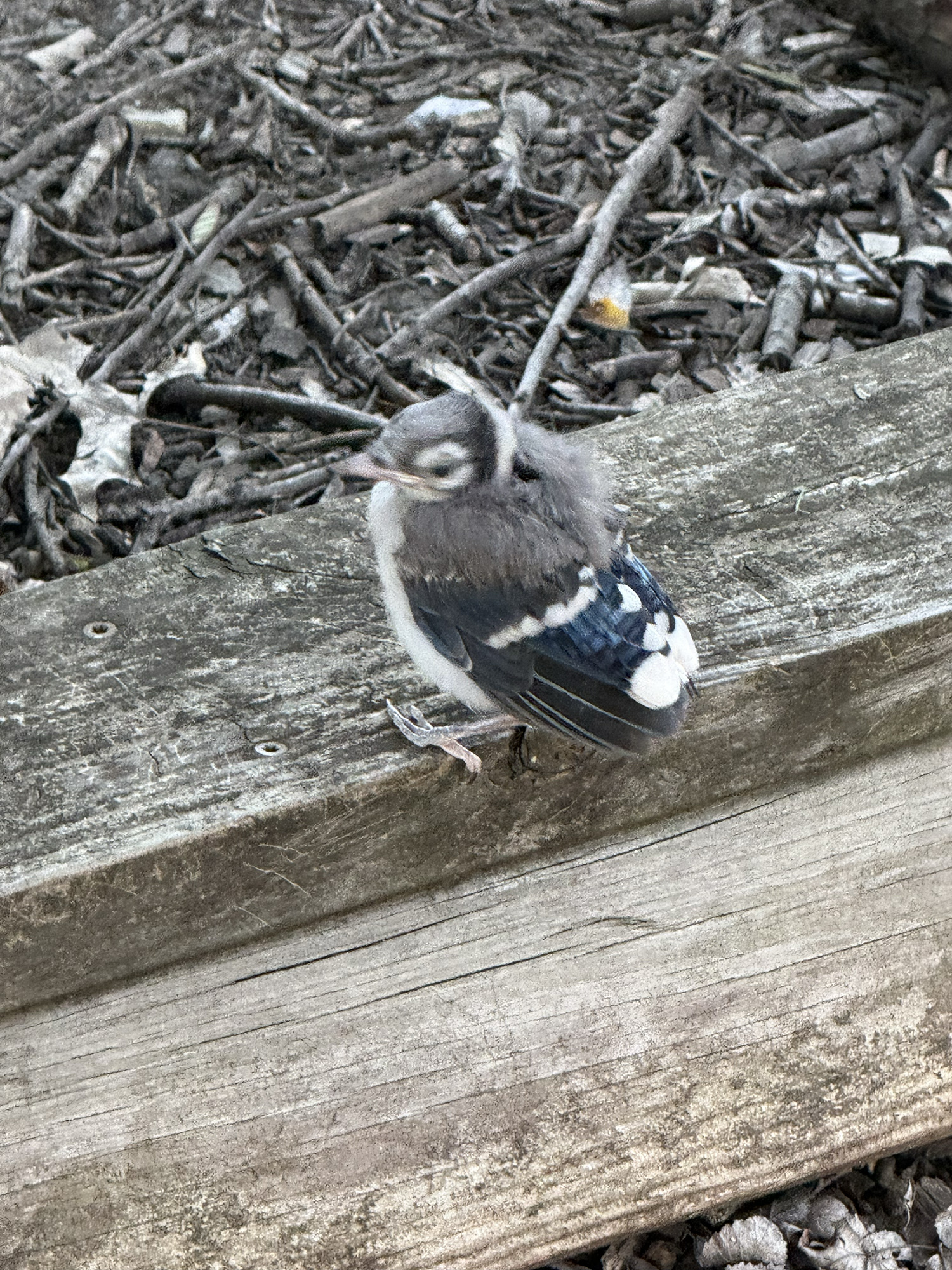 Small gray bird perched on a weathered wooden beam with a bed of sticks and leaves in the background.