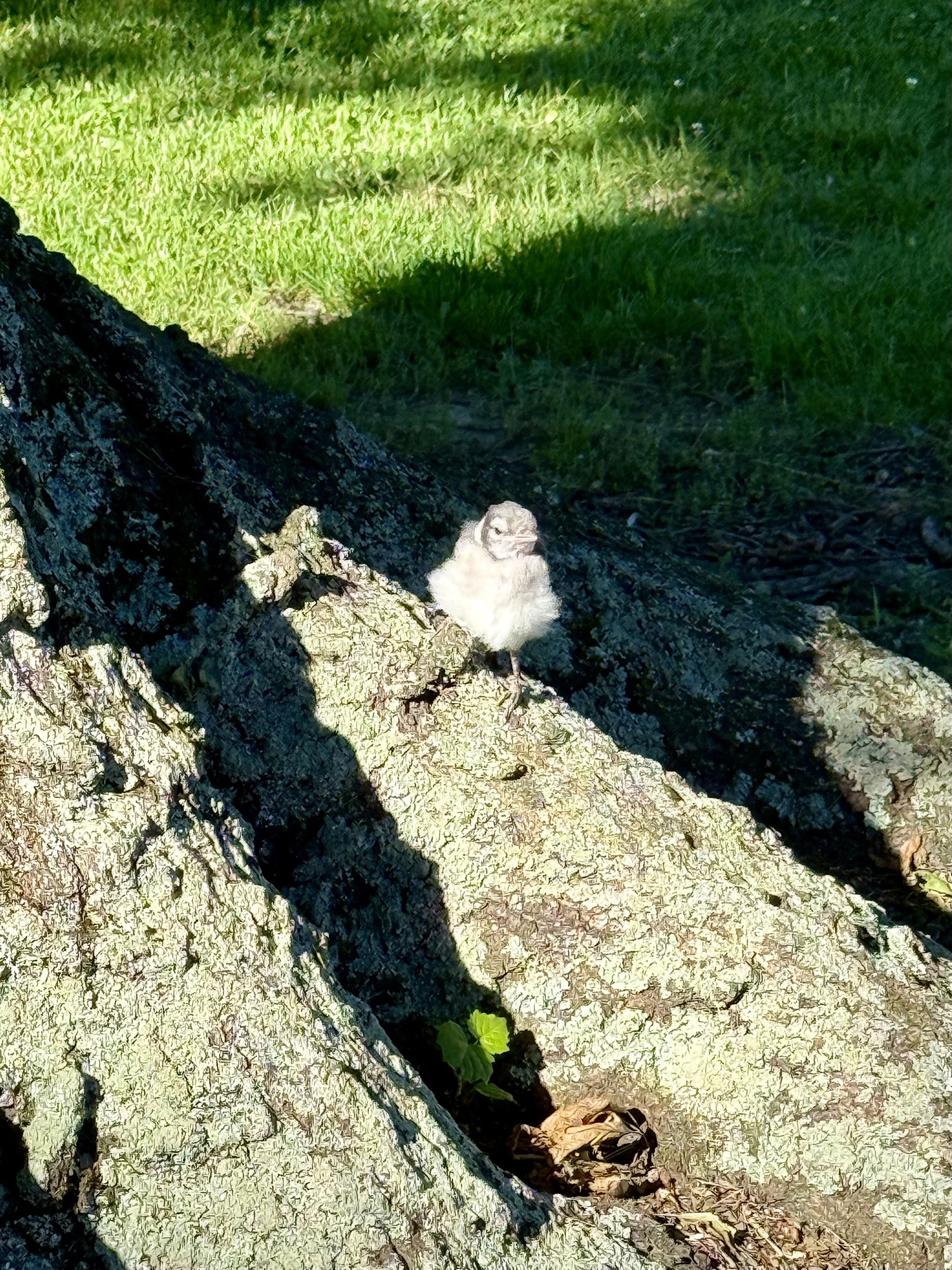Small gray bird perched on a rocky surface with green grass in the background.