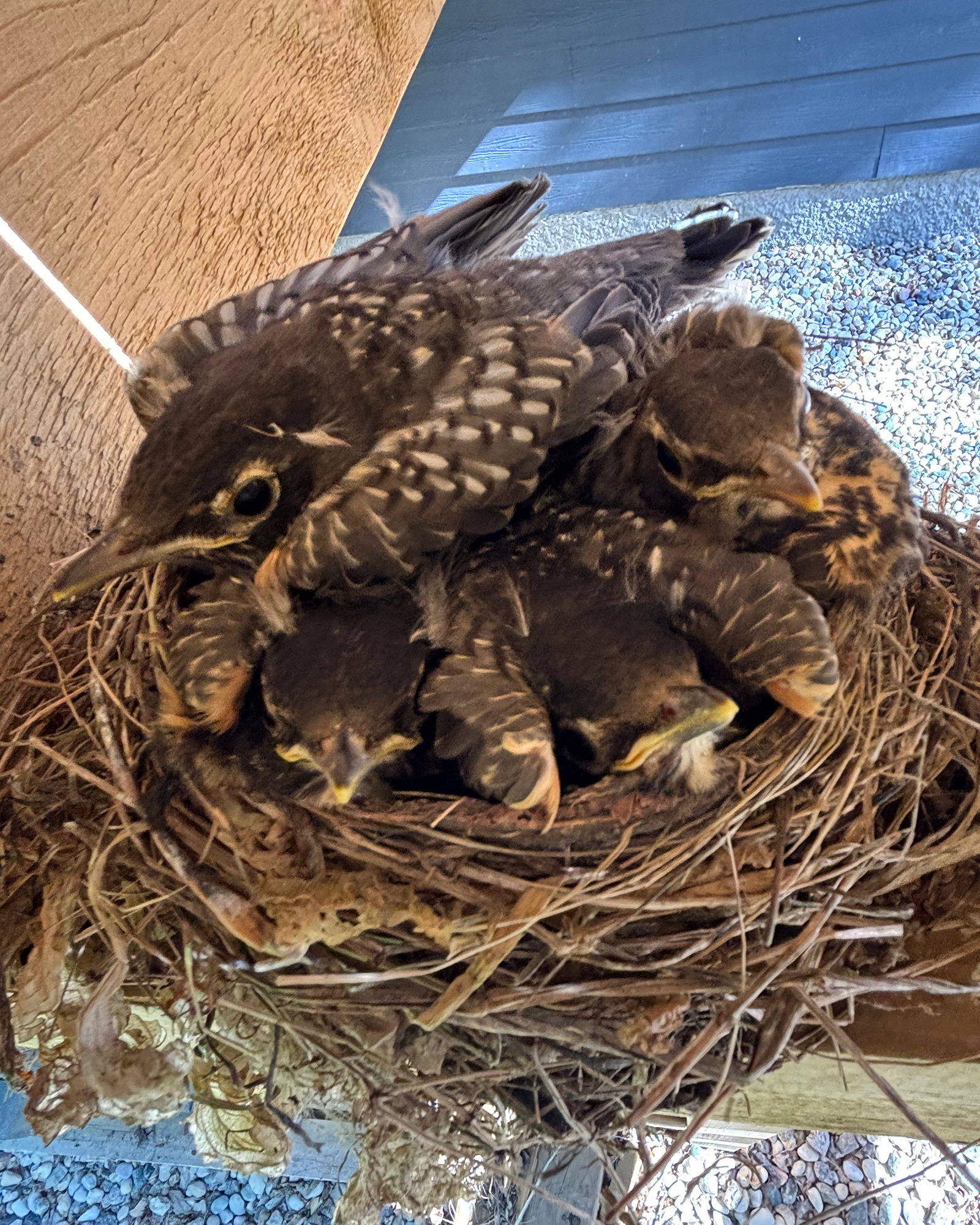 Several brown fledgling birds with speckled plumage and yellow beaks crowded in a woven nest on a wooden surface.
