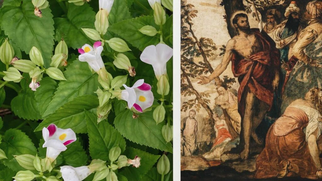 Left: lush green leaves with white flowers that have pink-yellow centers; right: historical painting with a man in red robes addressing others.