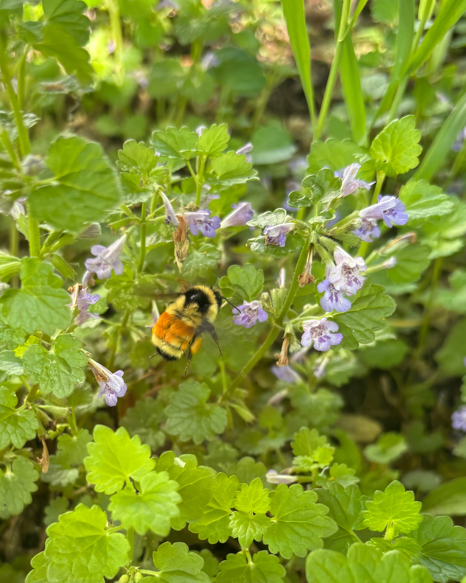Bumblebee on small purple flowers among bright green leaves in a garden