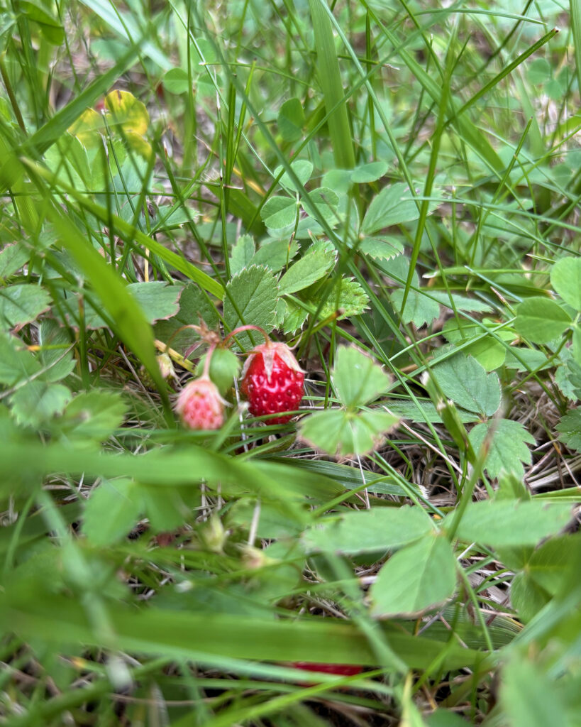 A ripe red strawberry partly hidden among green grass and clover leaves on the ground