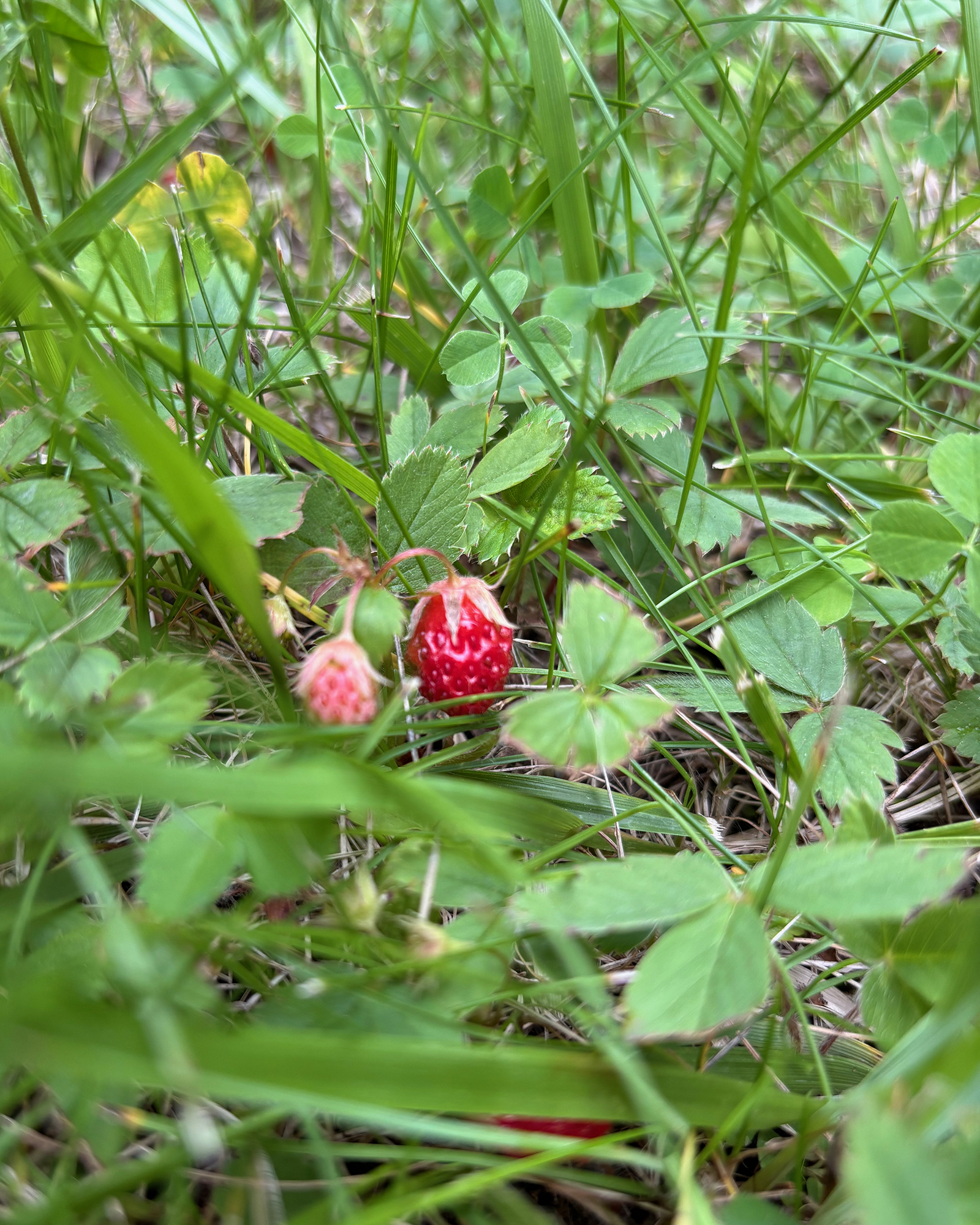 A ripe red strawberry partly hidden among green grass and clover leaves on the ground