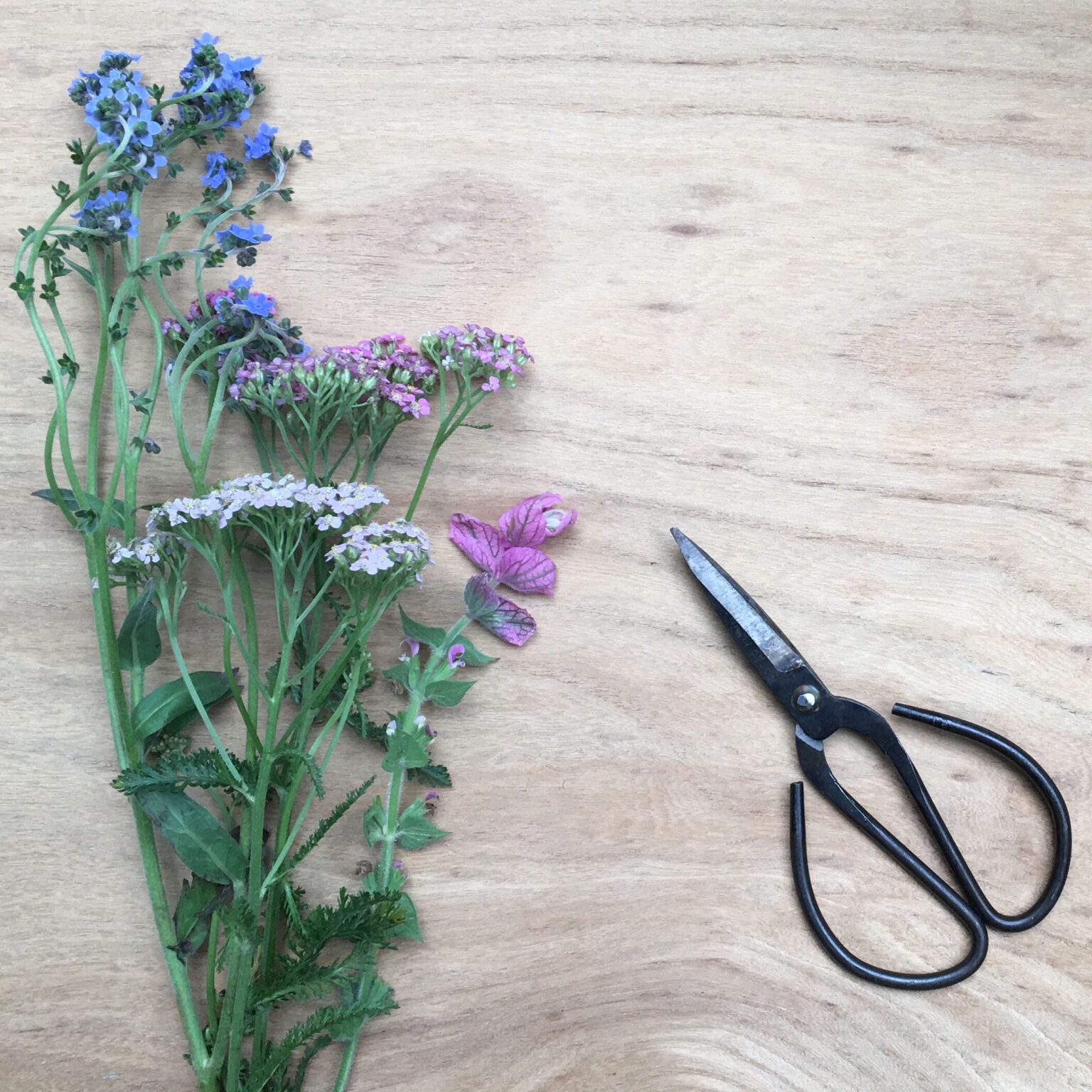Blue and purple flowering stems laid on a wooden tabletop with a pair of garden scissors nearby.