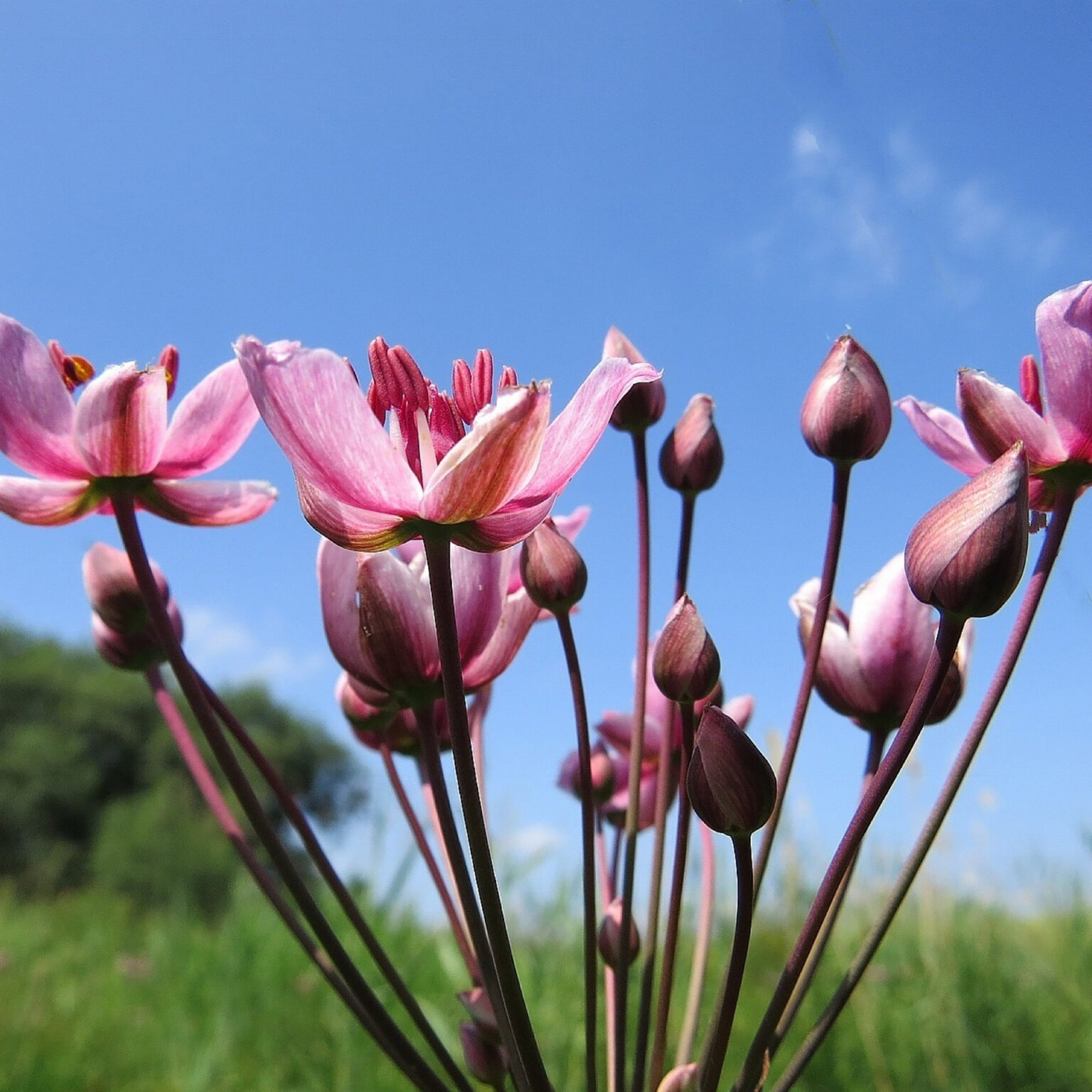 Close-up of pink flower blossoms on tall reddish stems against a bright blue sky, with buds ready to open.