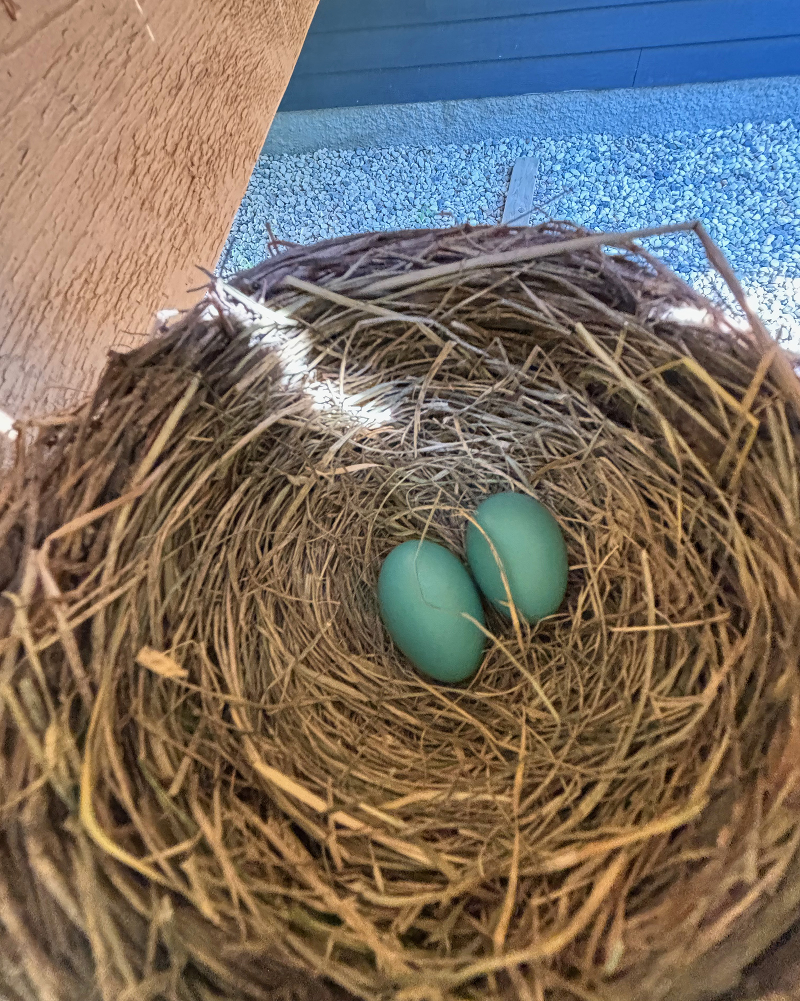 Nest made of dry grass holding four teal-blue eggs.