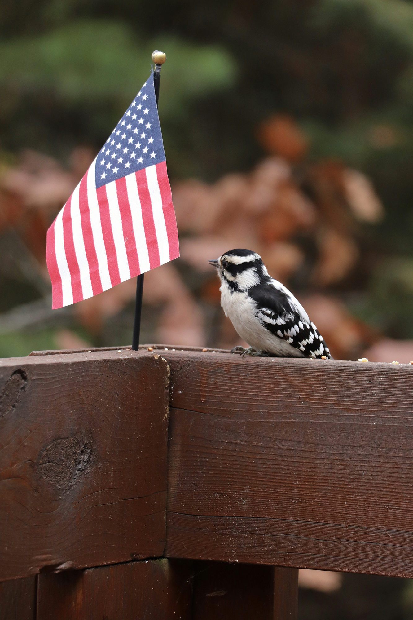 Small black-and-white bird perched on a brown wooden railing beside a miniature American flag on a stake.