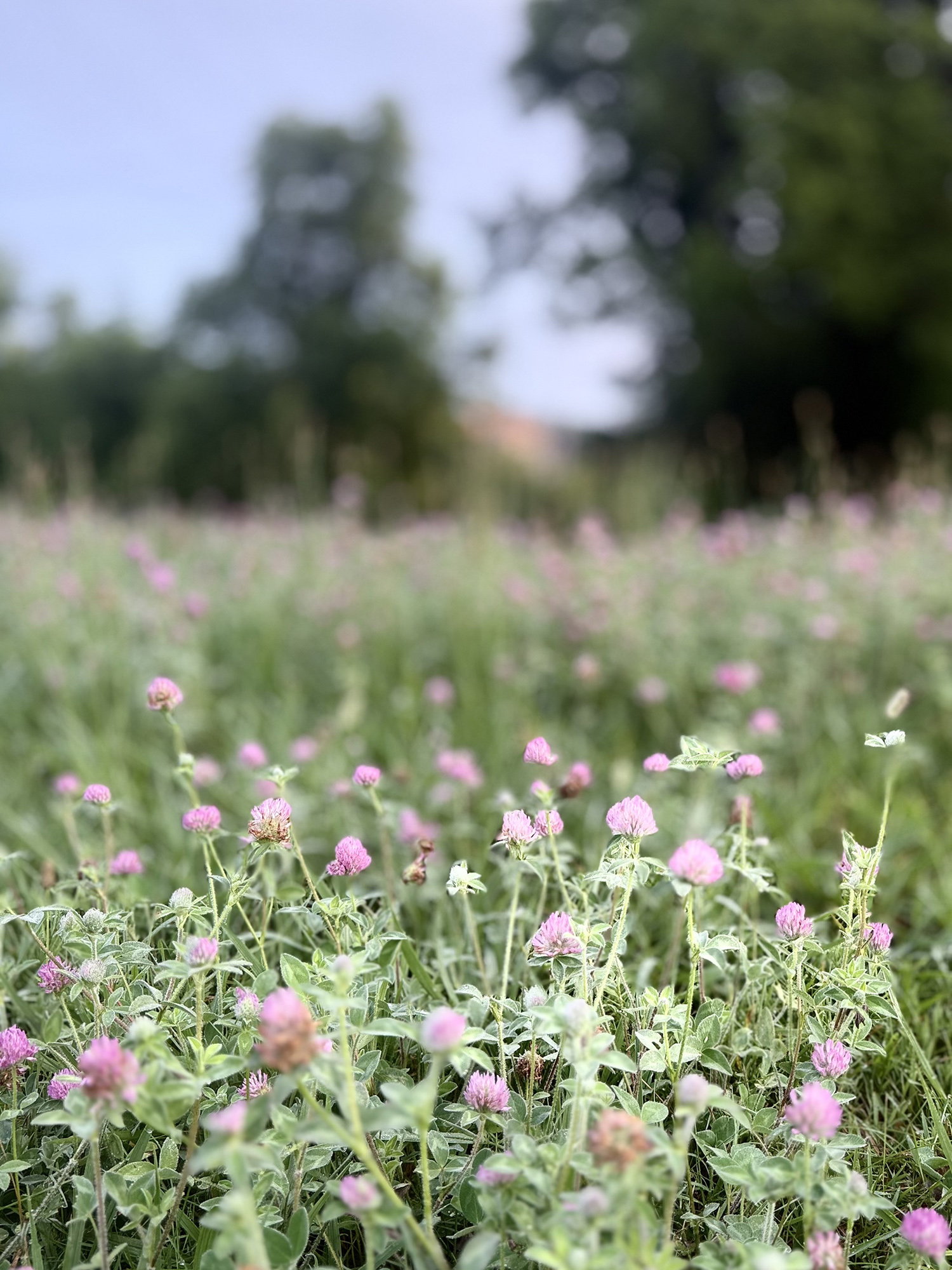 Field of pink clover flowers in a sunny meadow with blurred trees in the background.