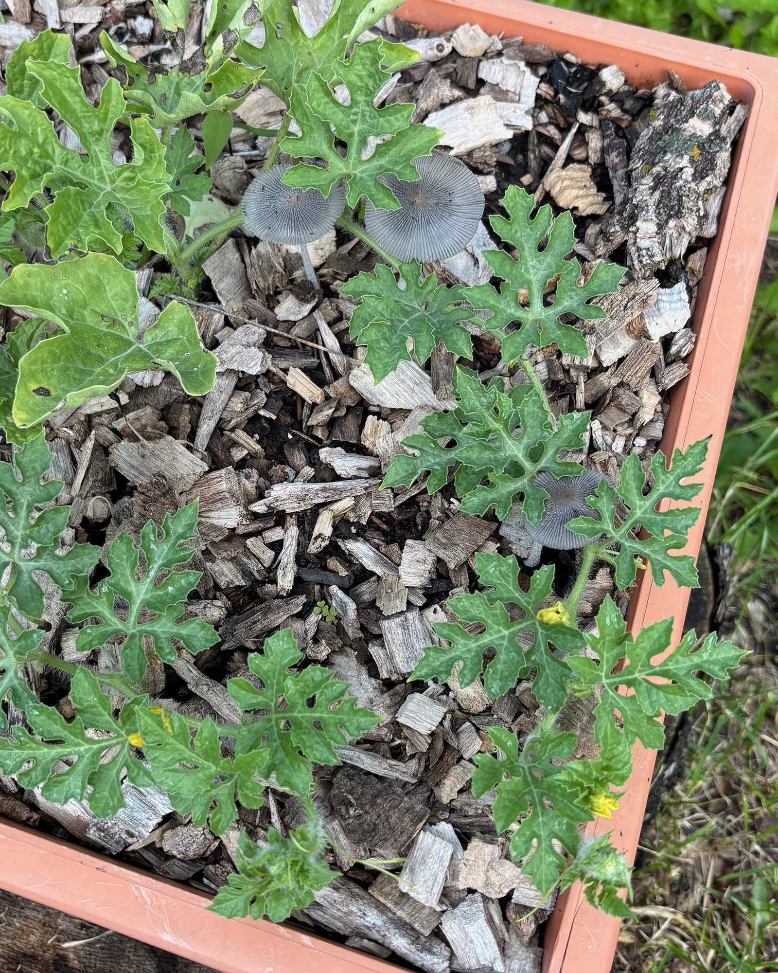 Two gray ink-cap mushrooms growing among green lobed leaves in a planter filled with wood chips.
