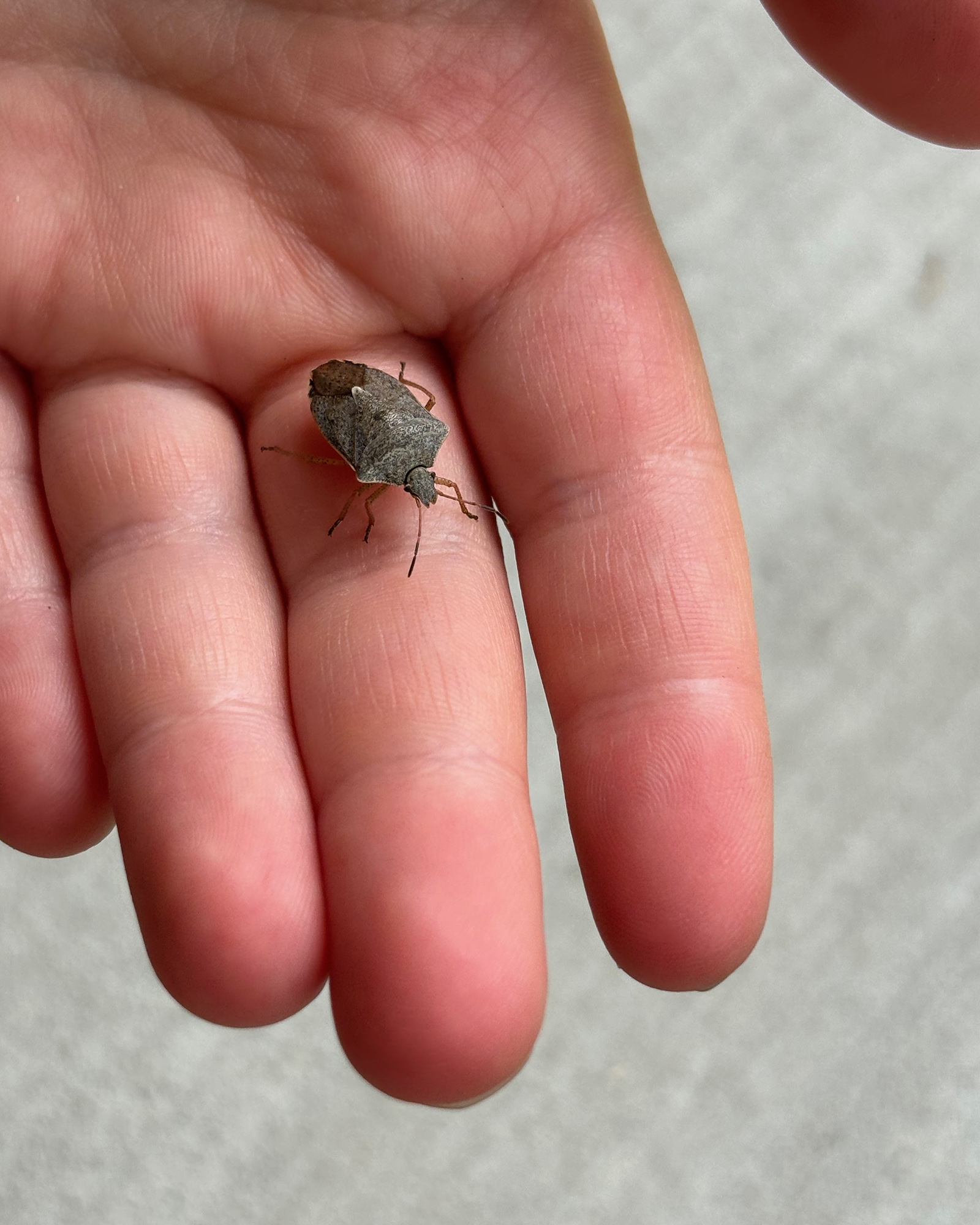 Small gray shield bug resting on a human fingertip.