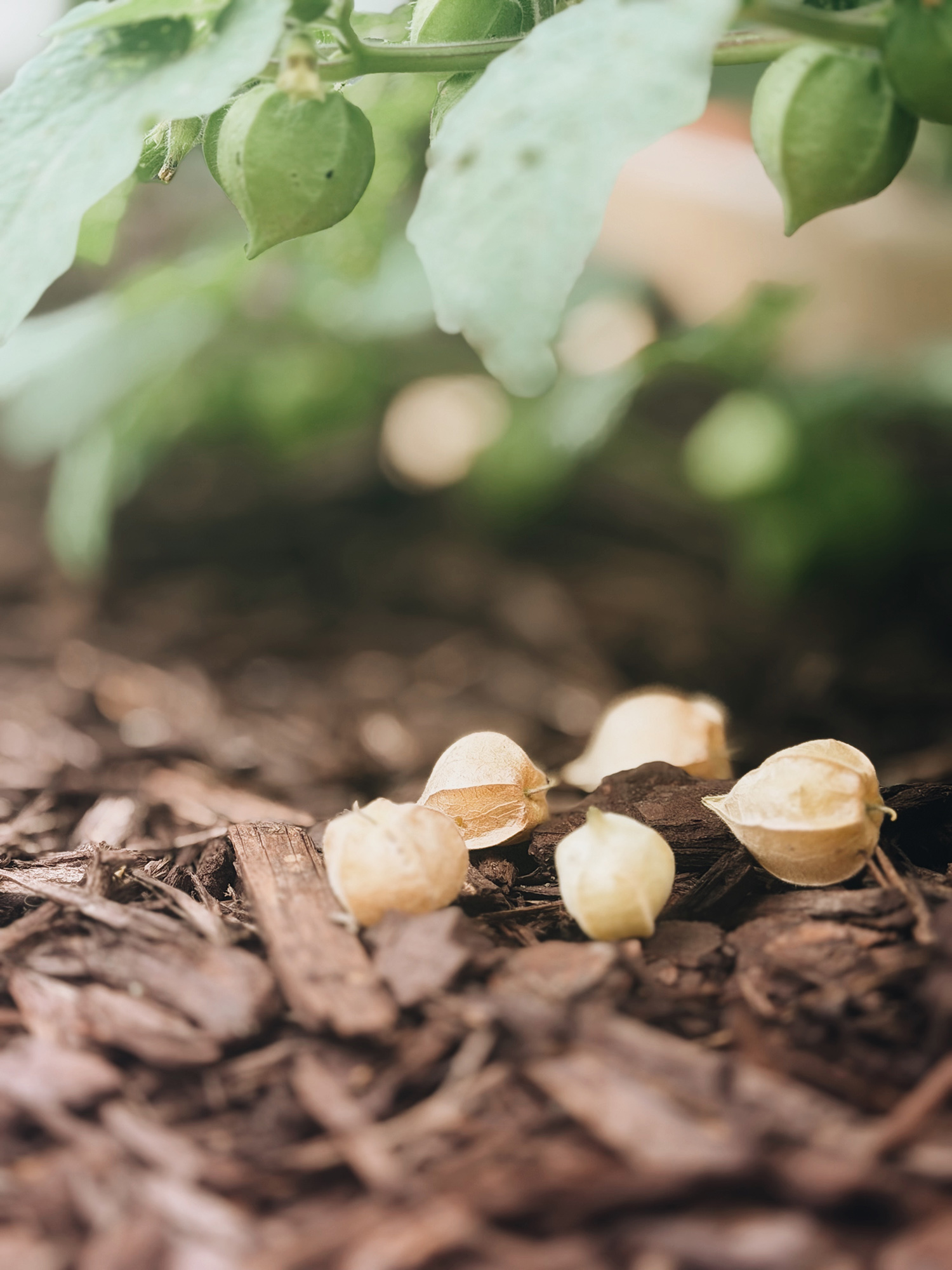 Close-up of green cashew fruits on a branch above drying brown soil and scattered cashew shells on the ground.